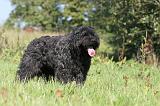 BOUVIER DES FLANDRES 132